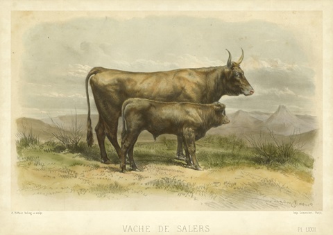 Vache De Salers