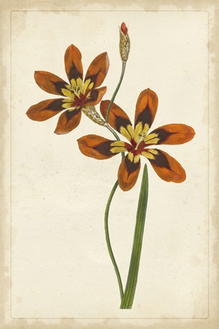 Vibrant Curtis Botanicals IV