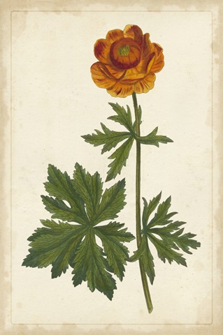 Vibrant Curtis Botanicals V