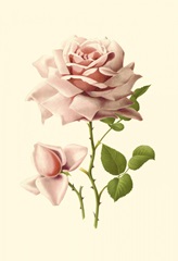 Victorian Rose I