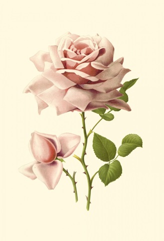 Victorian Rose I