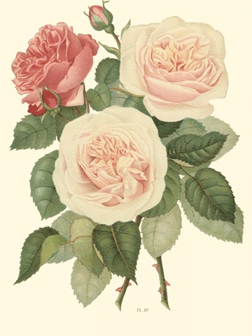 Vintage Roses II