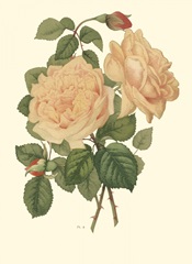 Vintage Roses III