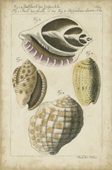 Vintage Shell Study I