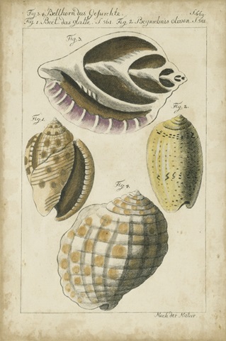 Vintage Shell Study I