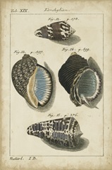 Vintage Shell Study III