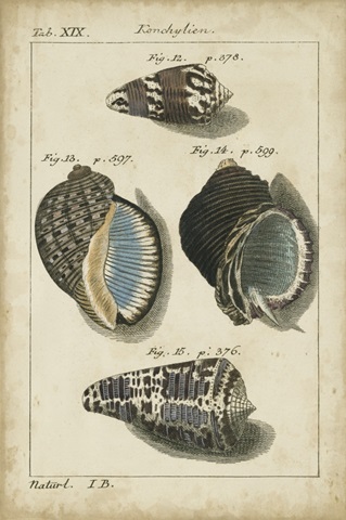 Vintage Shell Study III