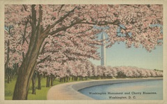 Wash. Monument and Cherry Blossoms