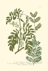 Weinmann Leaves I