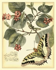 Whimsical Butterflies I