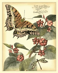 Whimsical Butterflies II