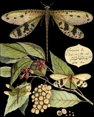 Whimsical Dragonfly on Black I