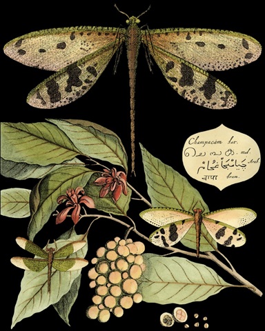 Whimsical Dragonfly on Black I