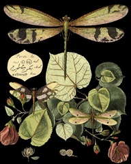 Whimsical Dragonfly on Black II