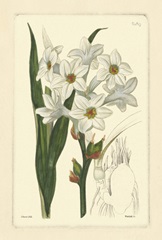 White Curtis Botanical I