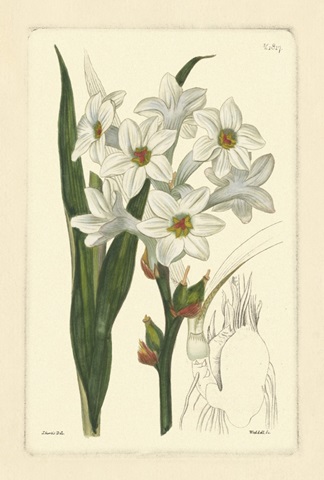 White Curtis Botanical I