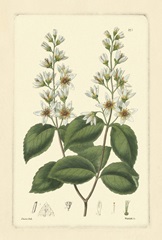 White Curtis Botanical II