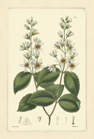 White Curtis Botanical II