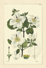 White Curtis Botanical III