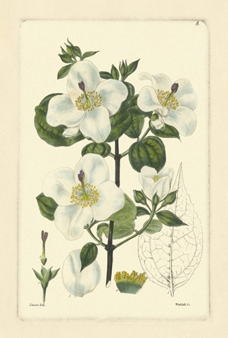 White Curtis Botanical III