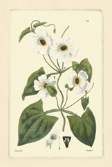 White Curtis Botanical IV