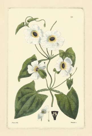 White Curtis Botanical IV