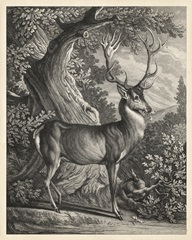 Woodland Deer I