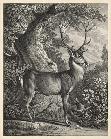 Woodland Deer I