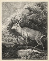 Woodland Deer II