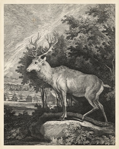 Woodland Deer II