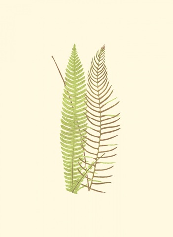 Woodland Ferns V
