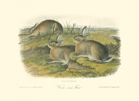 Worm-wood Hare