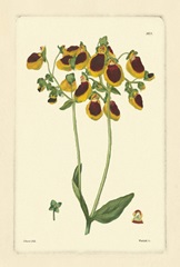 Yellow Curtis Botanical I