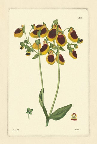 Yellow Curtis Botanical I