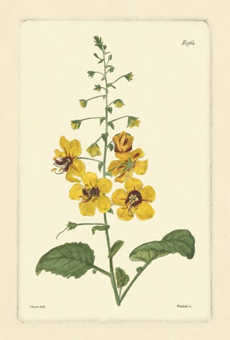 Yellow Curtis Botanical II