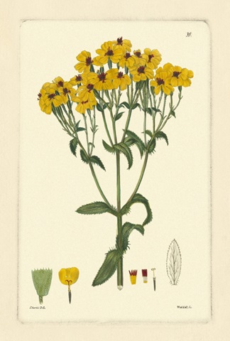 Yellow Curtis Botanical III