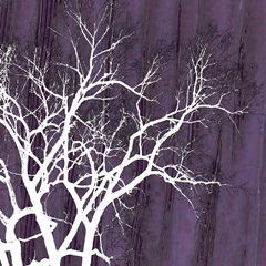 Aurora Silhouette II