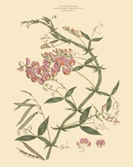 Blushing Pink Florals VI