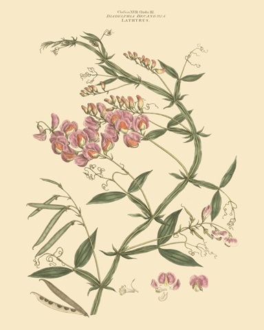 Blushing Pink Florals VI