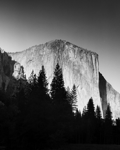 El Capitan in Trees