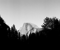 Half Dome in Trees