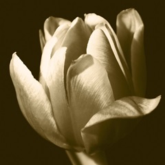 Sepia Tulip II