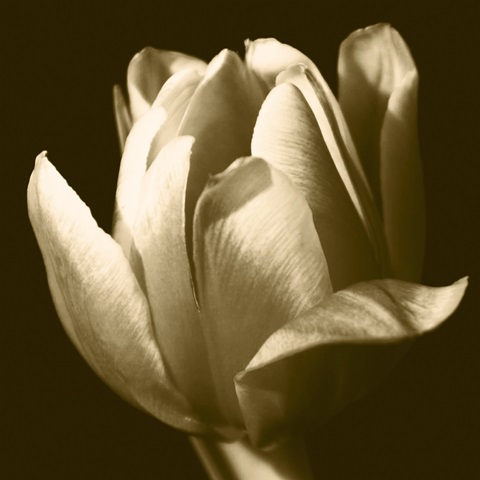 Sepia Tulip II