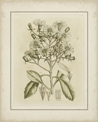 Tinted Botanical I