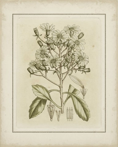 Tinted Botanical I