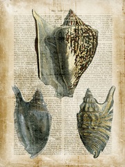 Antiquarian Seashells I