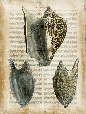Antiquarian Seashells I