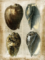 Antiquarian Seashells III