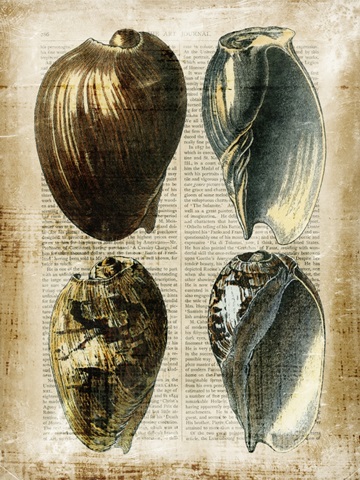 Antiquarian Seashells III