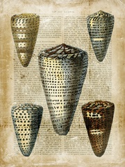 Antiquarian Seashells IV